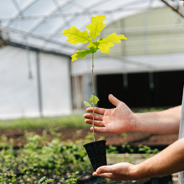 Image of a cherry bark oak tree seedling.